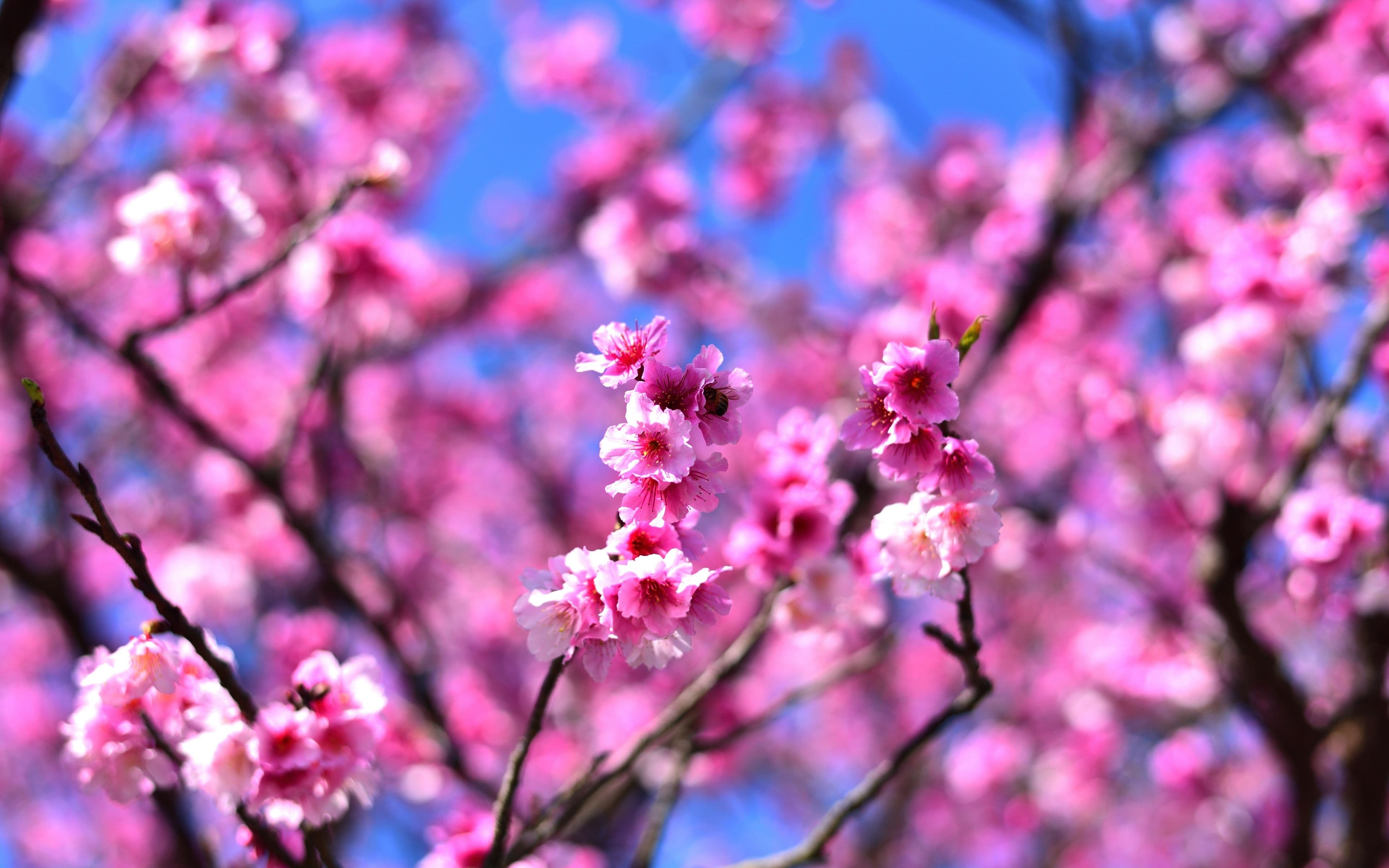 Dance of Spring - Shahrdad Rohani