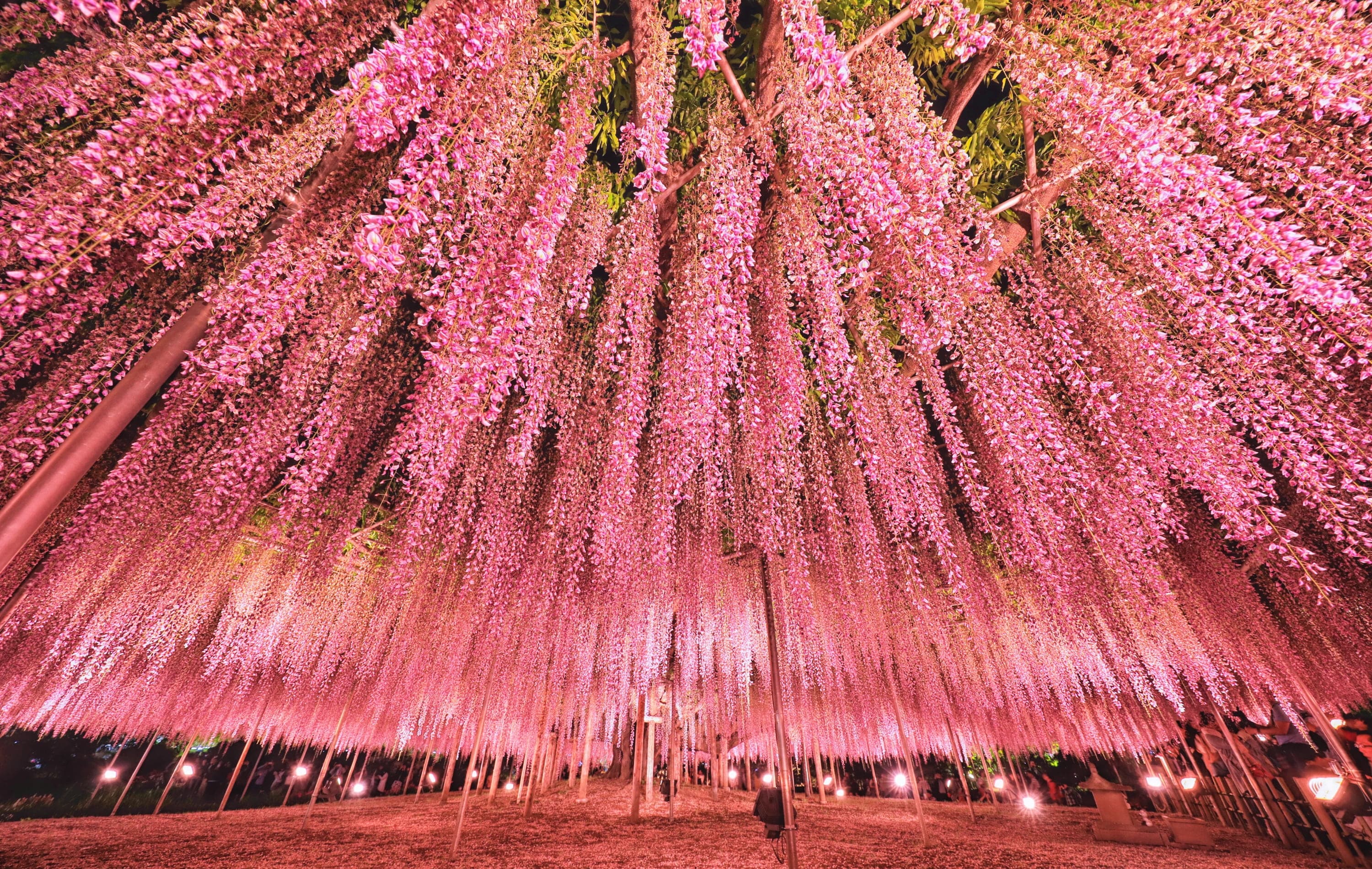 Serenade To Spring - Secret Garden