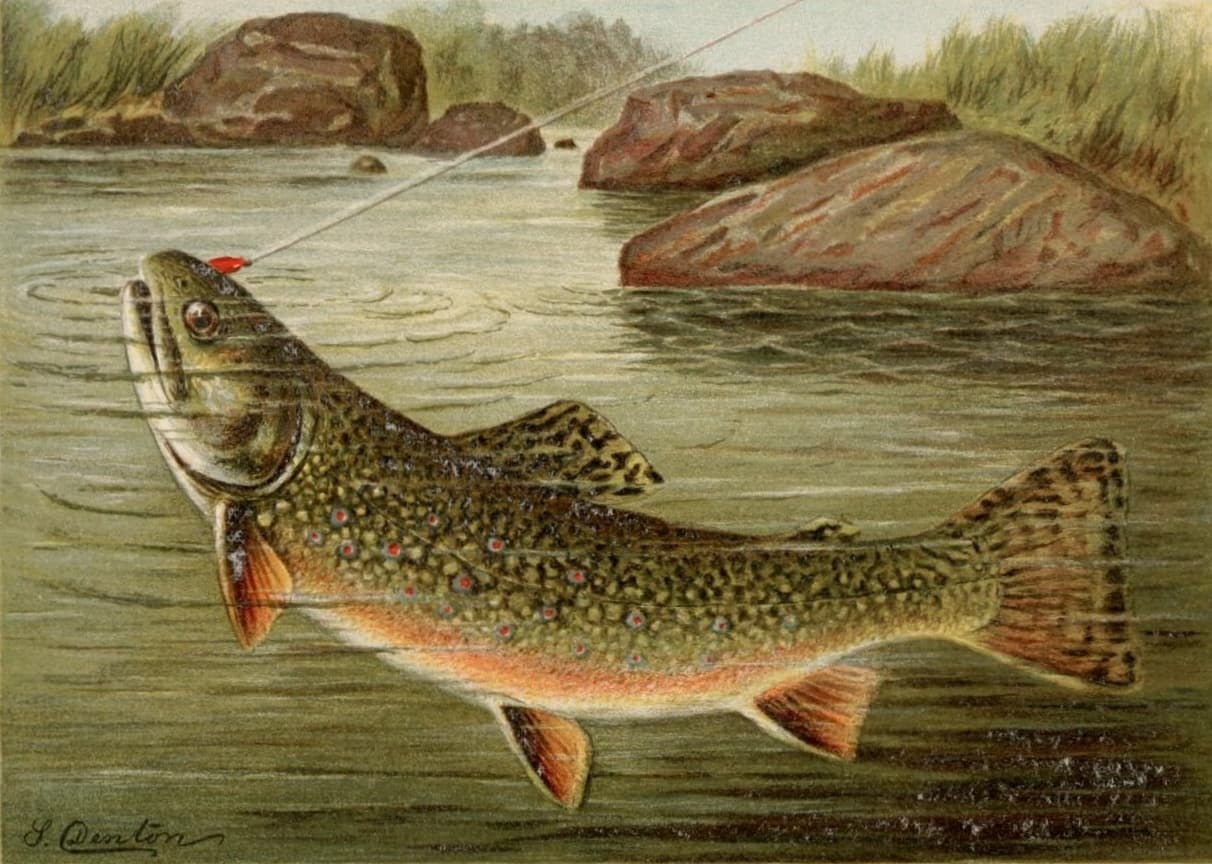موسیقی کلاسیک ، ماهی قزل آلا از فرانتس شوبرت ، Schubert _ Ensemble Schubert Trout Quintet , 4th Movement