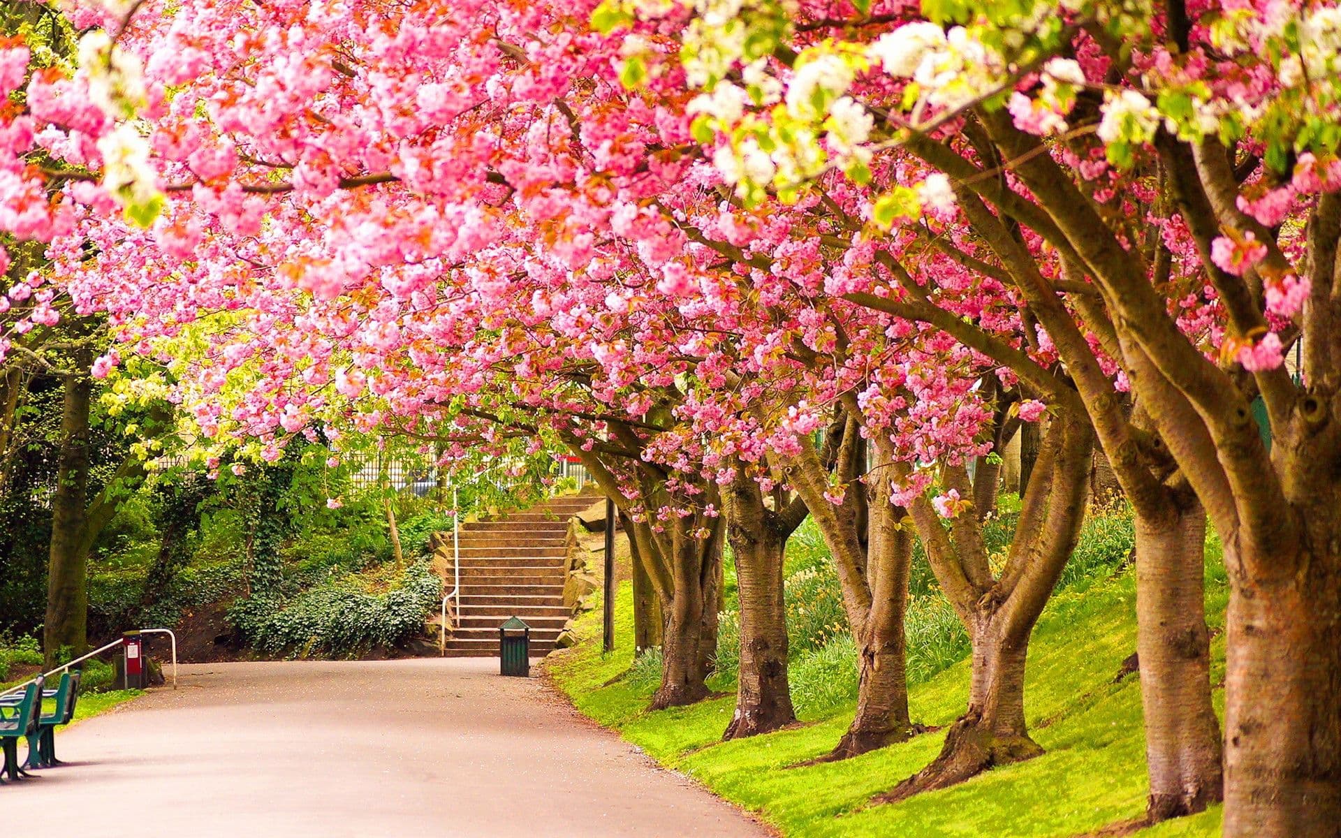 En Passant - Secret Garden