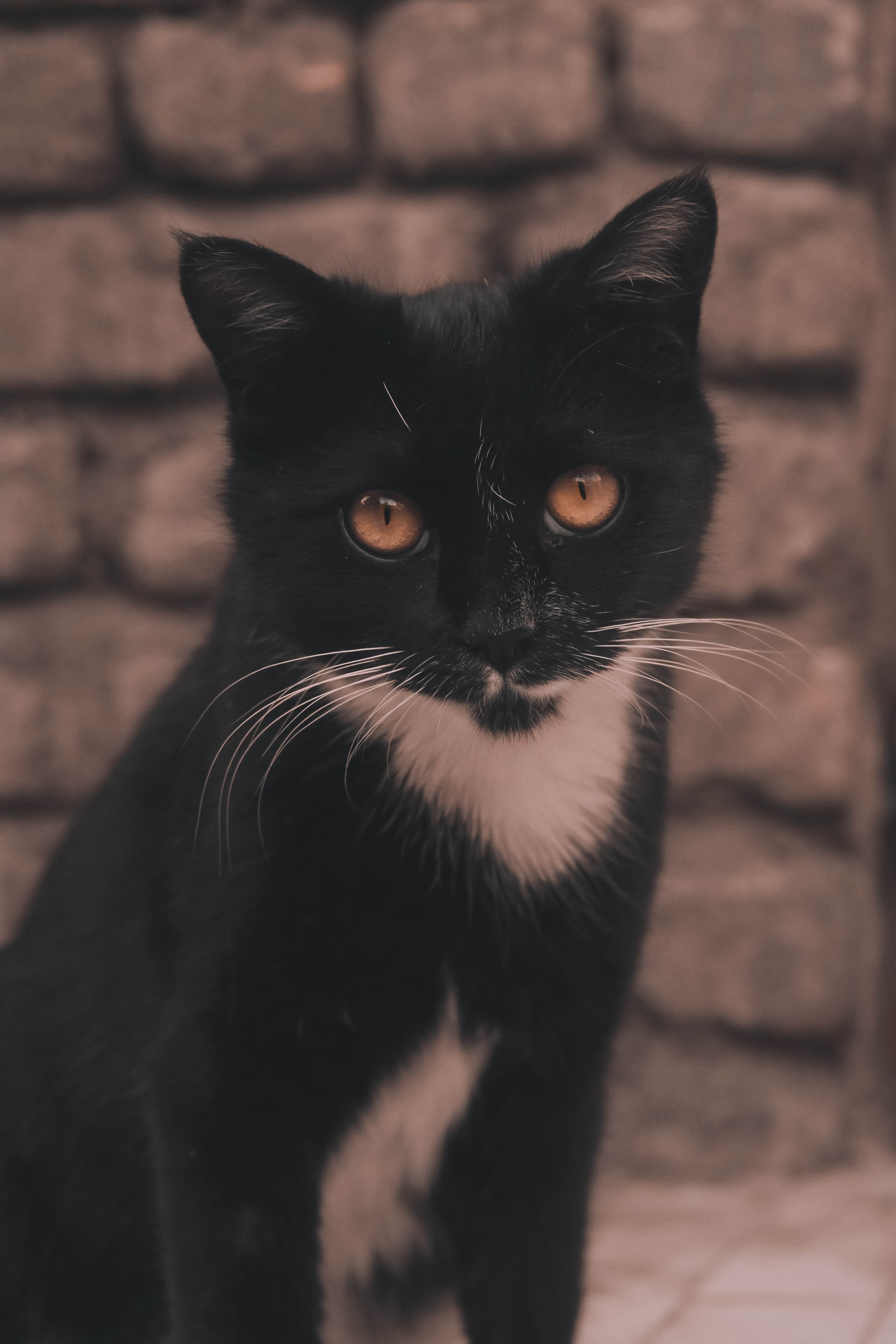 ? Cat ?