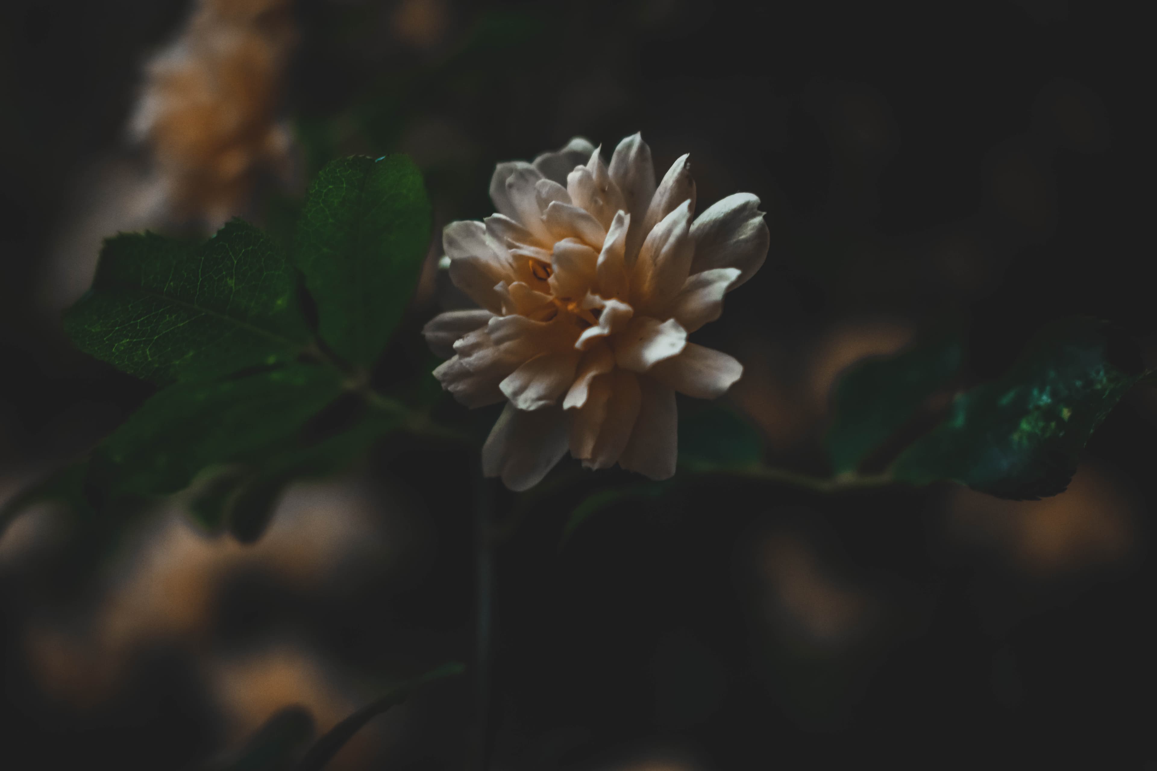 ? Flower ?