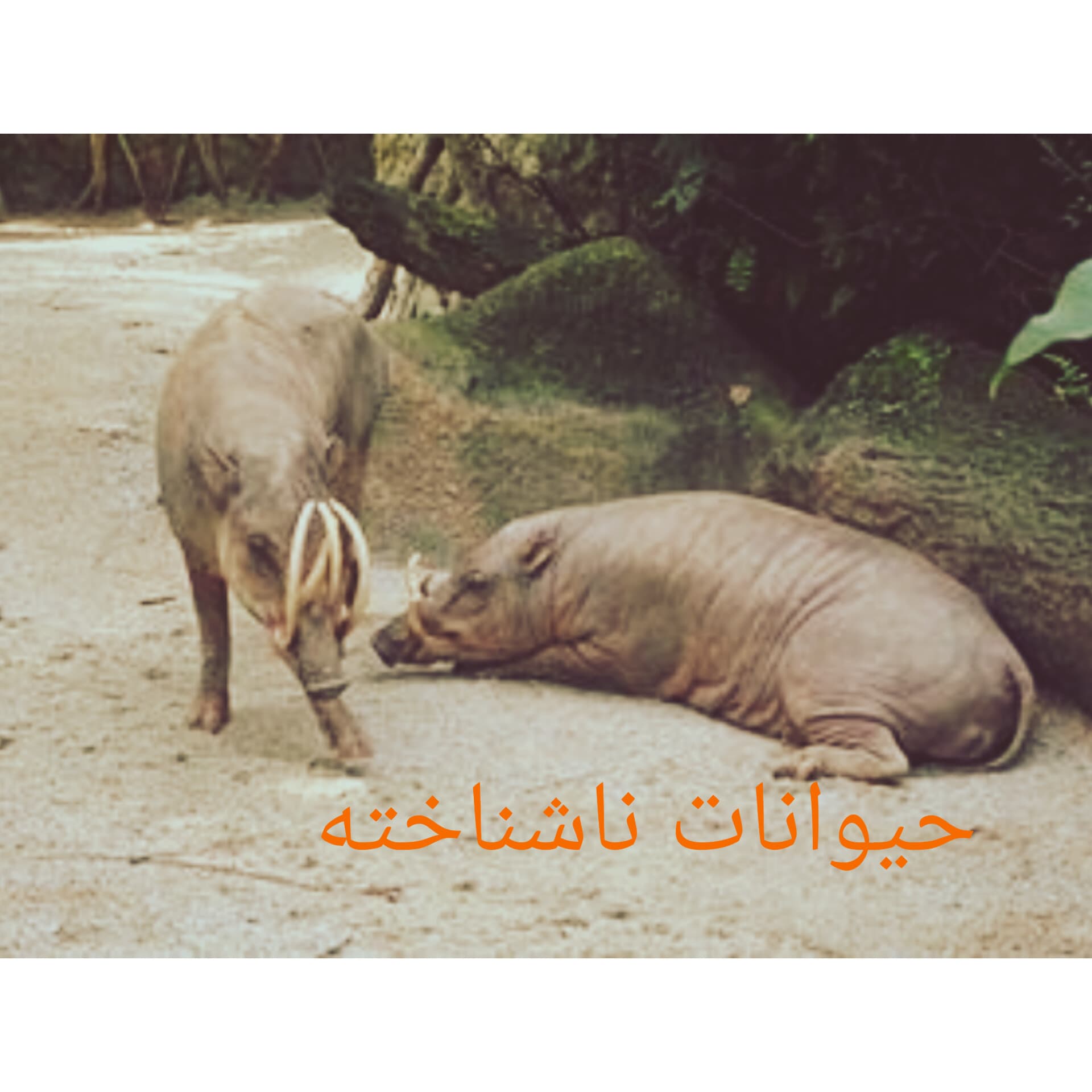 حیوانات ناشناخته بخش ششم(خوک آهو)