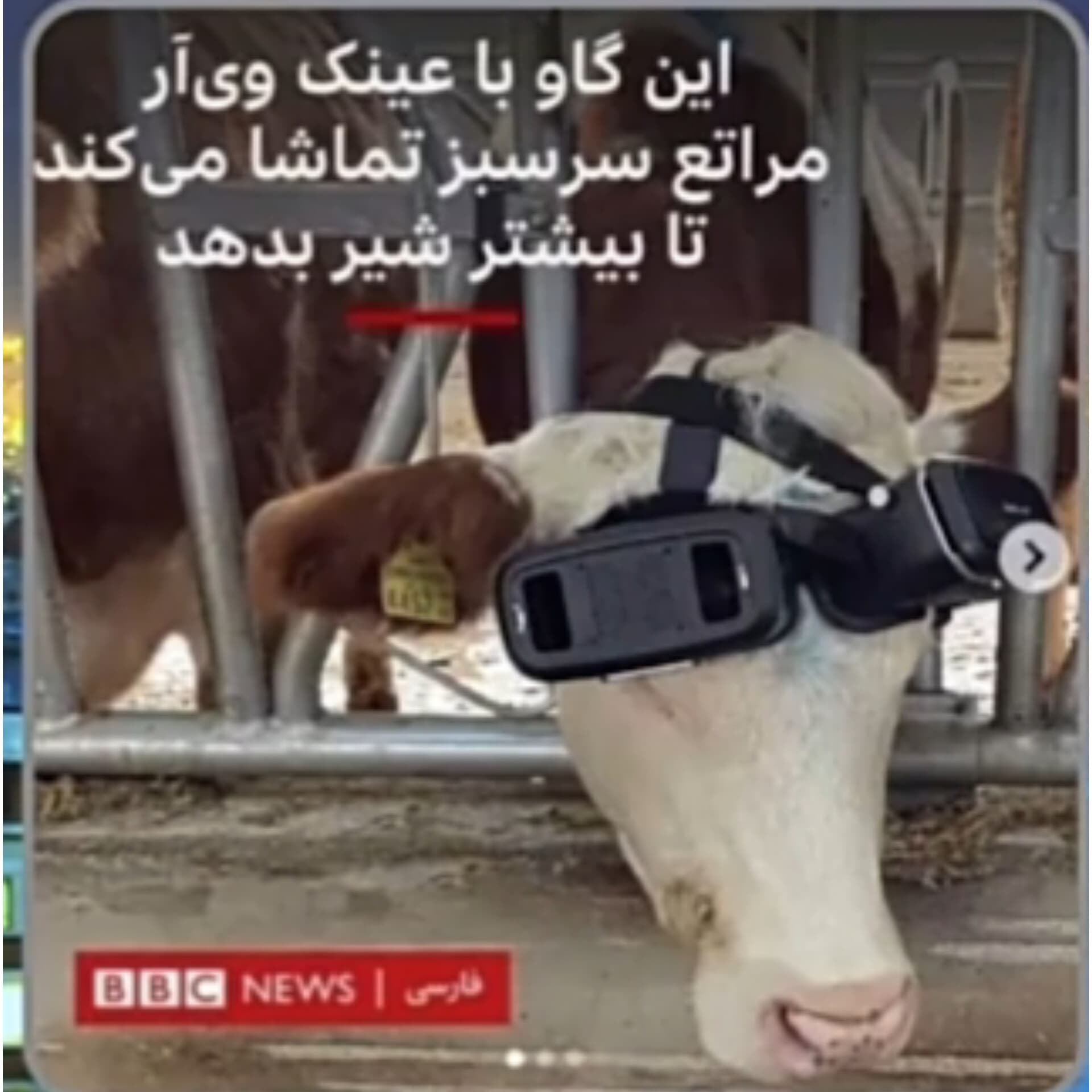 بهترین روش برای شیرده کردن گاوها