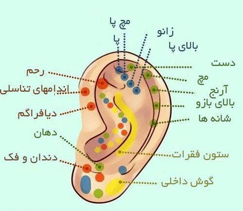 آنچه گوش ها درباره سلامتی می گویند  در نقشه بازتاب شناسی گوش نقاط تحریک کننده زیادی وجود دارد و می توانید با ماساژ دادن این نقاط خیلی از مشکلات تان را رفع کنید.
