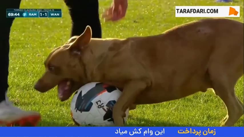 عشق به توپ، انسان و حیوان نمی‌شناسد!