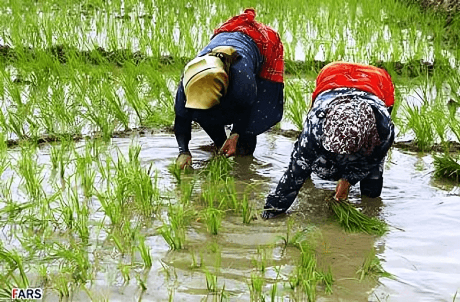 اصطلاحات همیاری در فرهنگ شالیزار