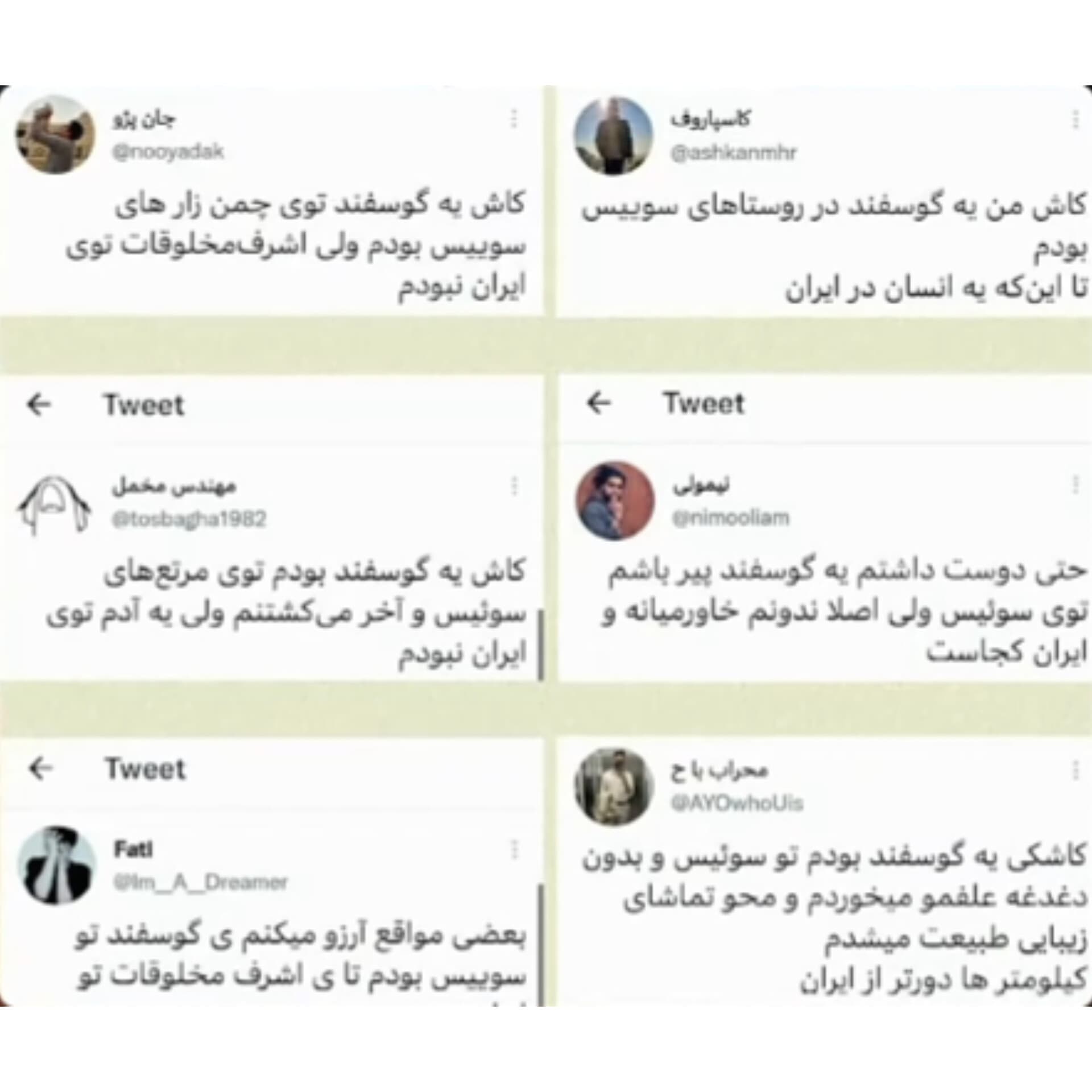 گوسفندی در چمنزارهای سوئیس???