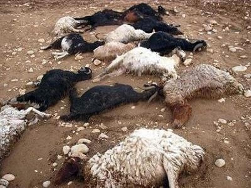 هشدار؛ پیامد سنگین سیل ویرانگر اخیر که "به زودی" تاثیر خود را در سفره "مردم" نشان خواهد داد!