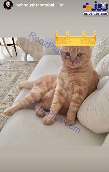 حیوان خانگی سلطنتی بهنوش طباطبایی+ عکس