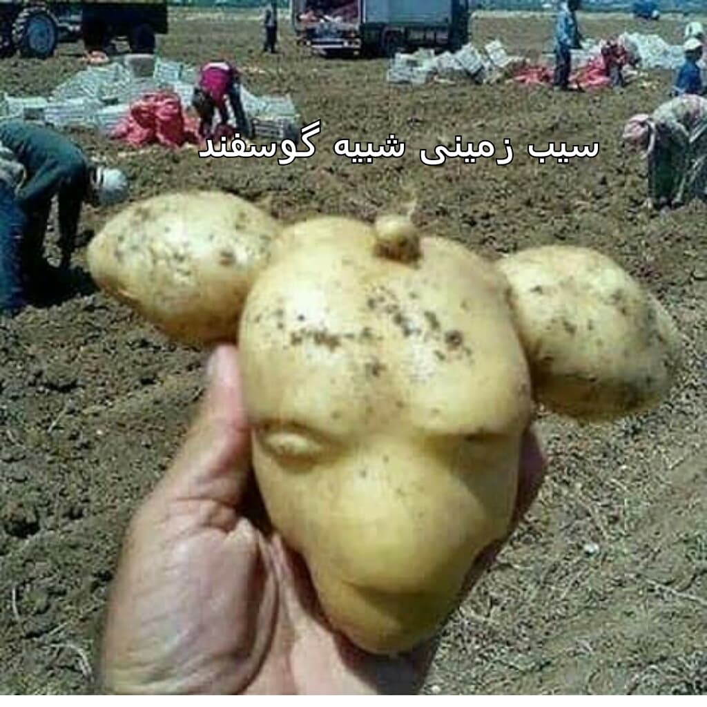 سیب زمینی عجیب و غریب در زمین کشاورزی
