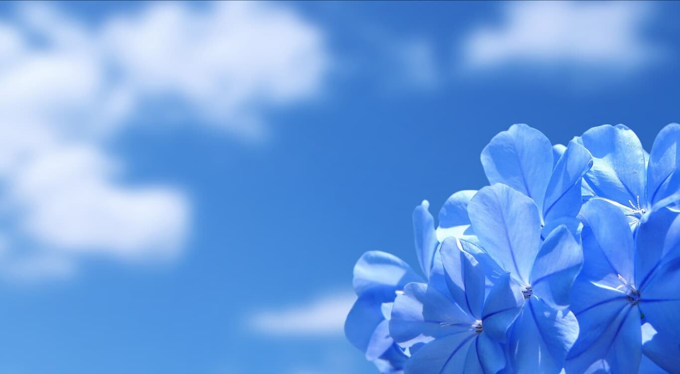آهنگ بسیار زیبای کرمانجی ارمان ارمان