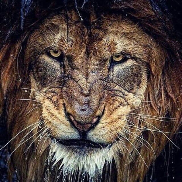 حماسه ای از هانس زیمر بزرگ ، Lost but Won