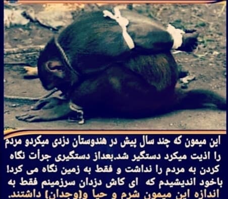?شرم و حیا را میتوان از این میمون یاد گرفت!