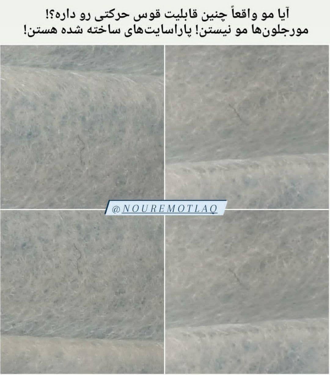 مورجلون‌ ها در ماسک‌ها