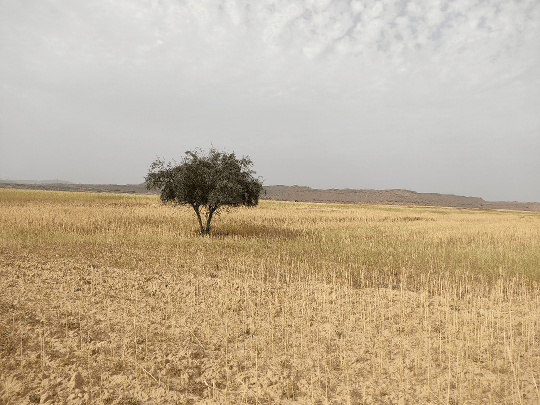 فکر کنید یه روز بیشتر از عمرتون باقی نمونده ، چیکار میکنید؟