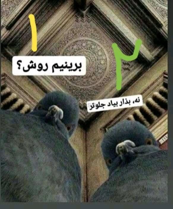 جوری که کفترا توی خیابون منو میبینن?  